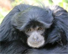 Tierwelt Herberstein: Zwei Affen treten eine Weltreise an